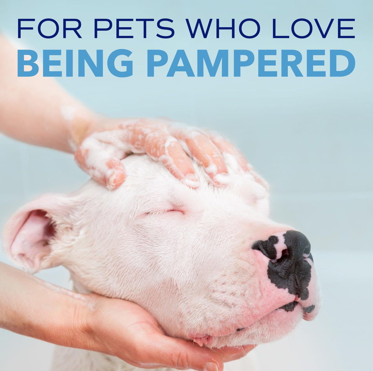 Blueberry Tear Stain Remover Dog Shampoo 8oz P797