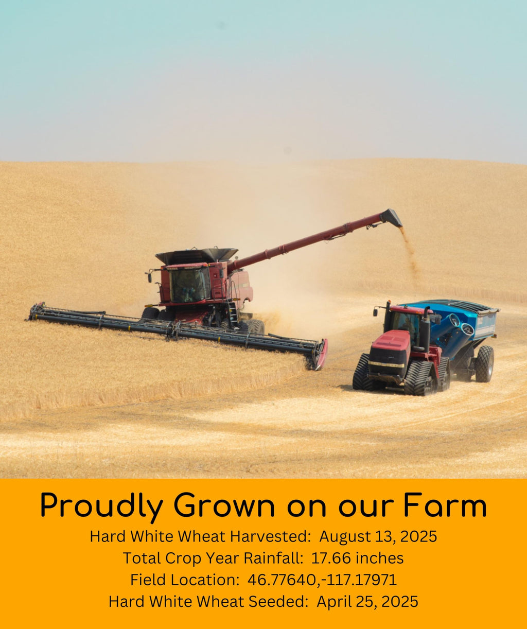 White Red Wheat Berries 100 LBS 4-25 lb bags F85700