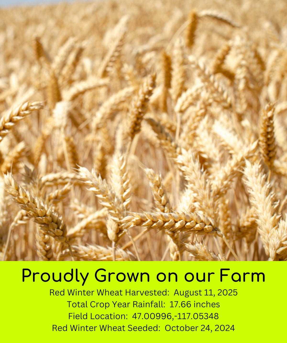 White Red Wheat Berries 100 LBS 4-25 lb bags F85700
