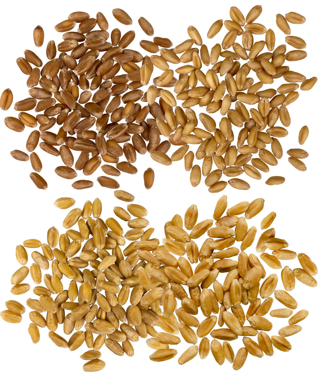 White Red Wheat Berries 100 LBS 4-25 lb bags F85700
