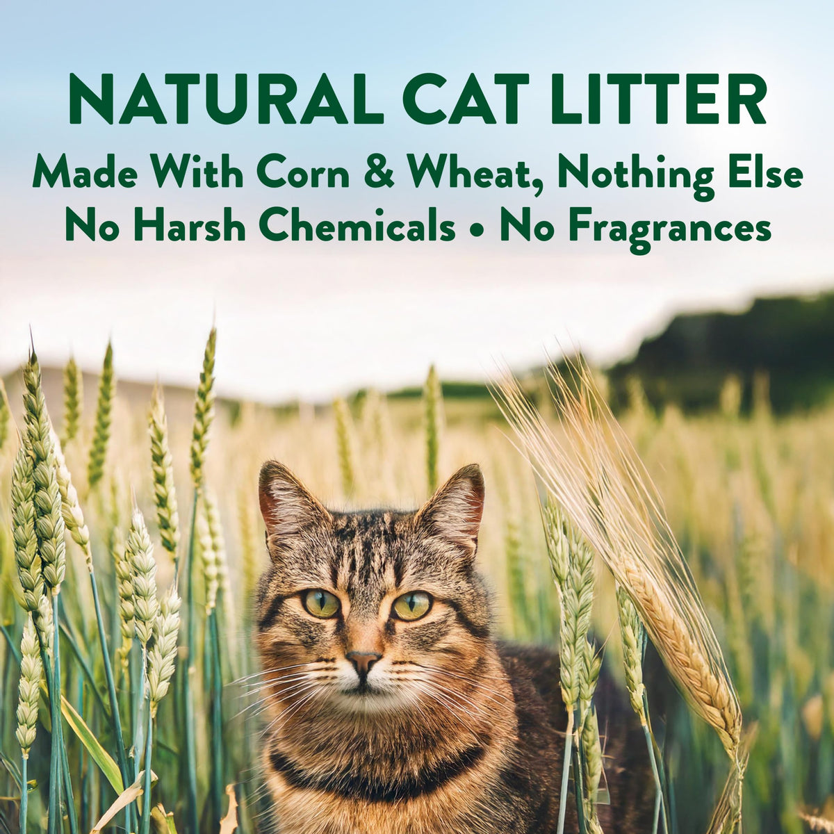 Plant-Based Clumping Cat Litter Unscented 15 Lbs F604823